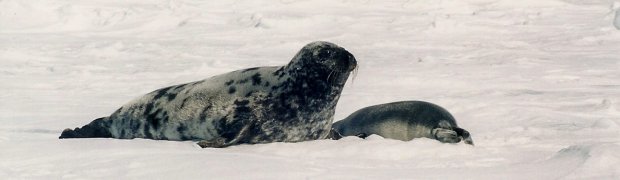 Seal Watching Canada:
Canada005